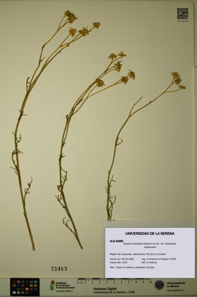 Senecio hakeifolius var. hakeifolius [Espécimen: ULS:ULS:0022463]