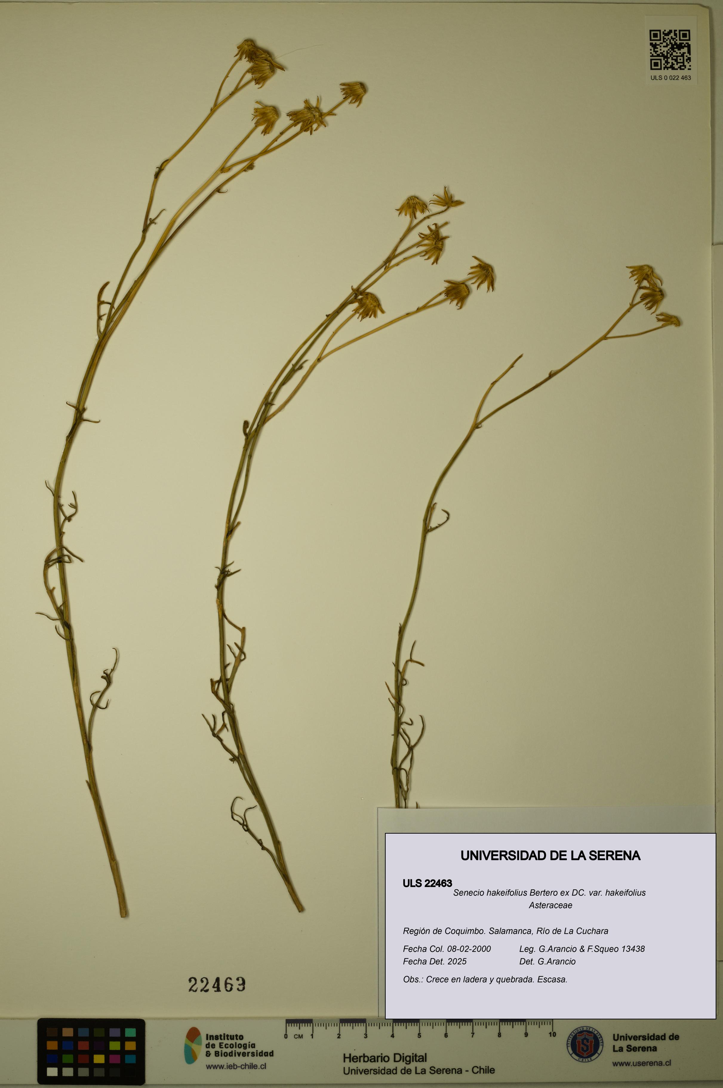 Senecio hakeifolius var. hakeifolius [Espécimen: ULS:ULS:0022463]
