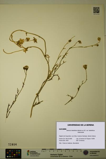 Senecio hakeifolius var. hakeifolius [Espécimen: ULS:ULS:0022464]