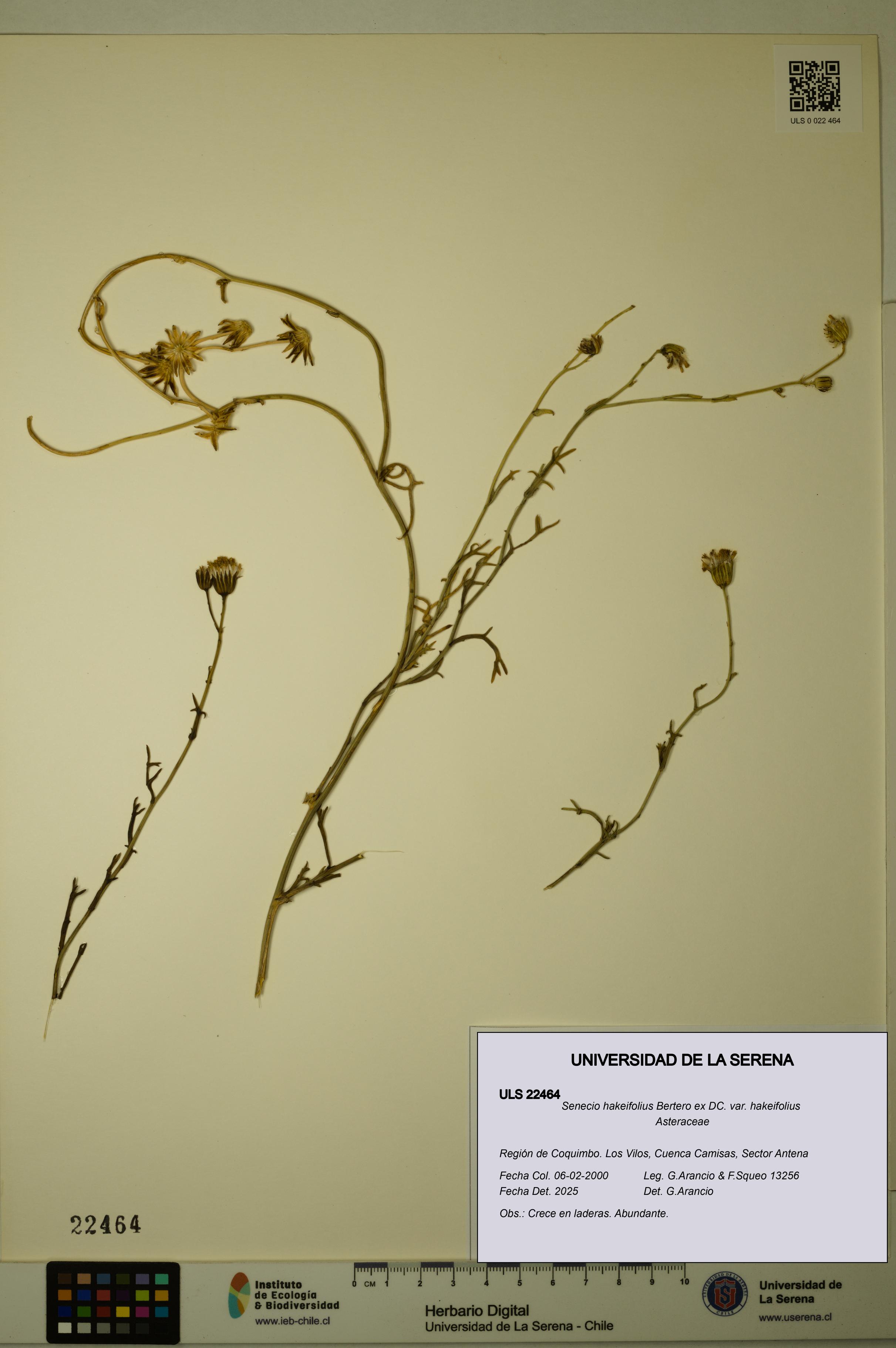 Senecio hakeifolius var. hakeifolius [Espécimen: ULS:ULS:0022464]