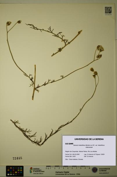 Senecio hakeifolius var. hakeifolius [Espécimen: ULS:ULS:0022465]