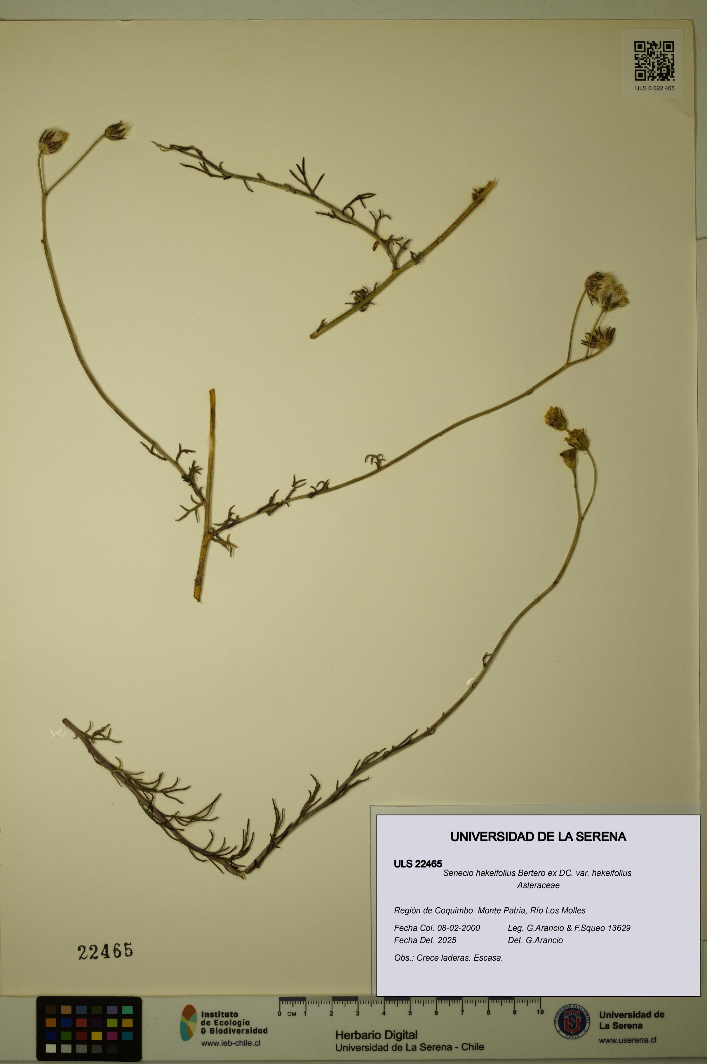 Senecio hakeifolius var. hakeifolius [Espécimen: ULS:ULS:0022465]