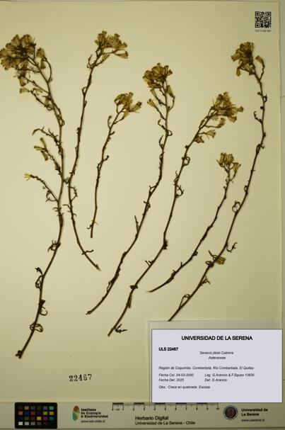 Senecio jilesii [Espécimen: ULS:ULS:0022467]