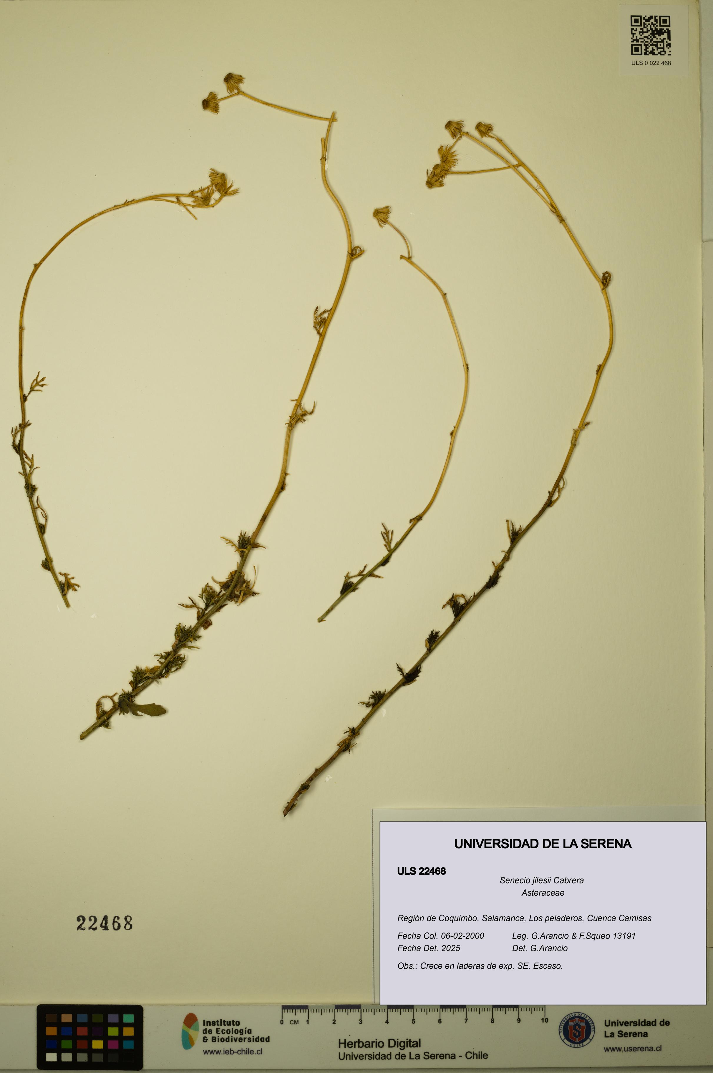 Senecio jilesii [Espécimen: ULS:ULS:0022468]