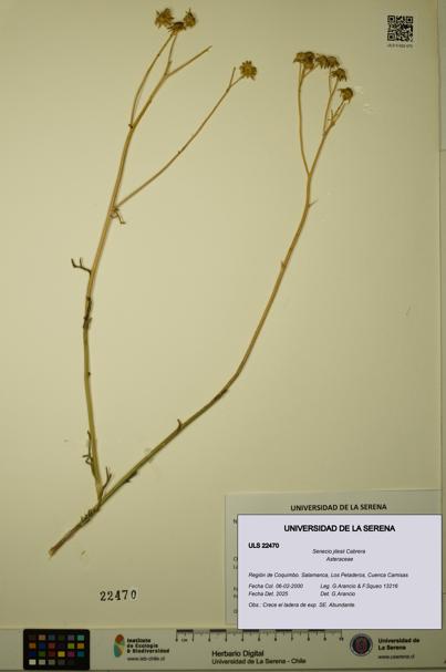 Senecio jilesii [Espécimen: ULS:ULS:0022470]
