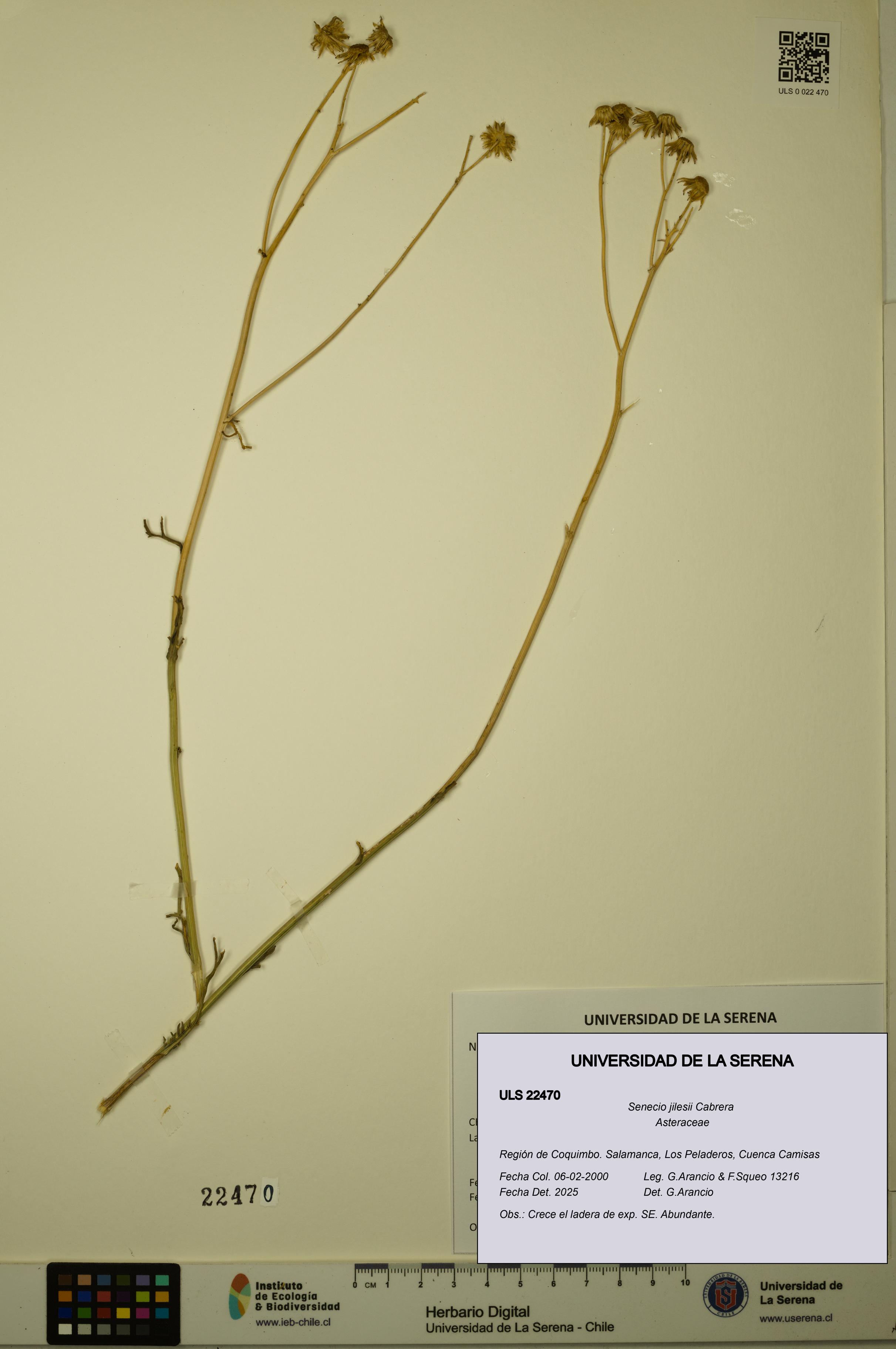Senecio jilesii [Espécimen: ULS:ULS:0022470]