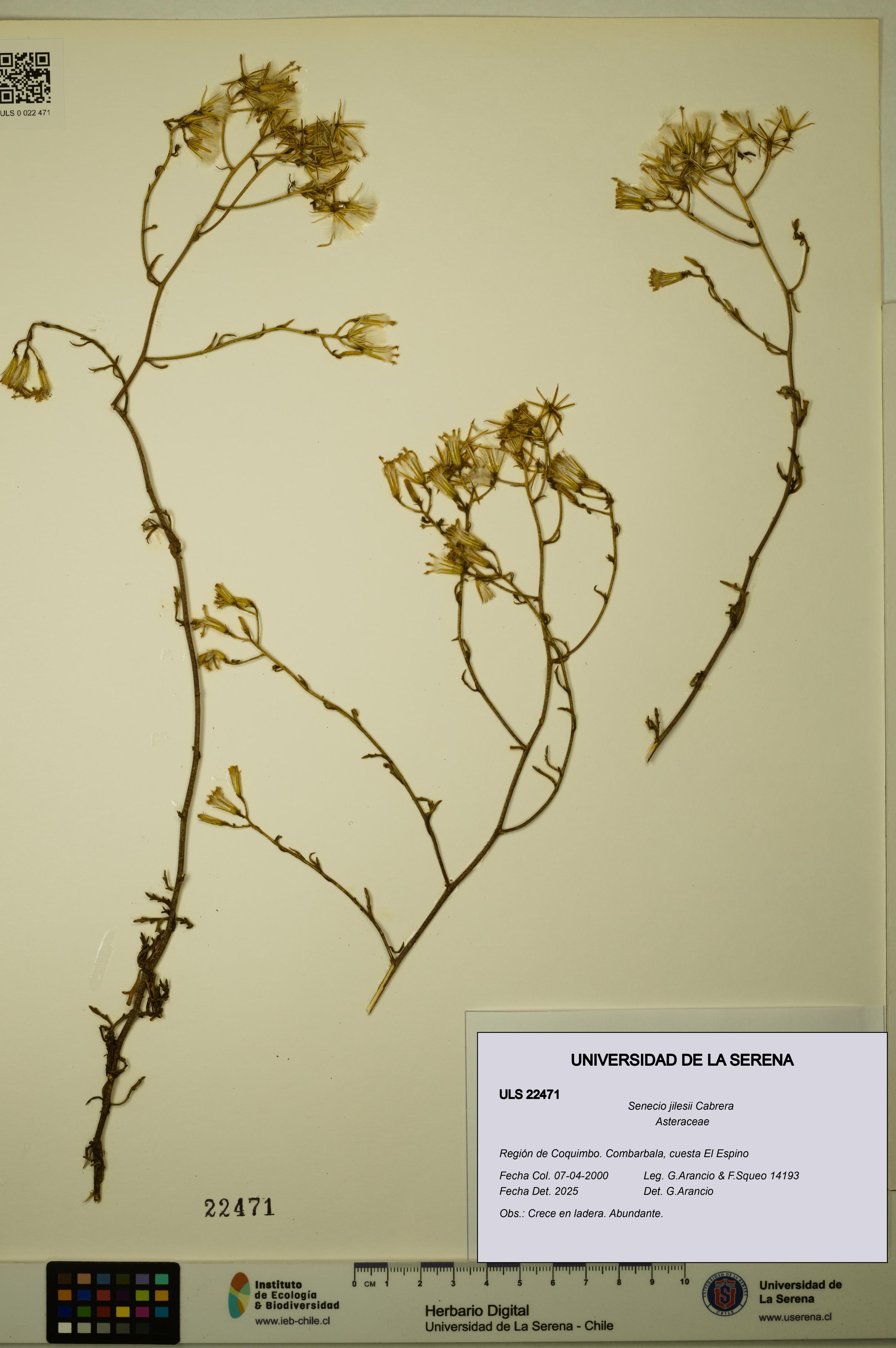 Senecio jilesii [Espécimen: ULS:ULS:0022471]