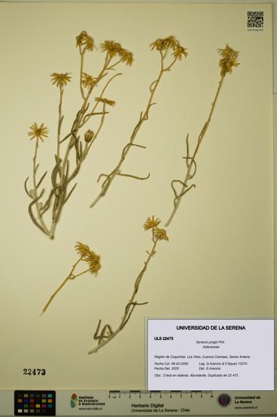 Senecio jungei [Espécimen: ULS:ULS:0022473]