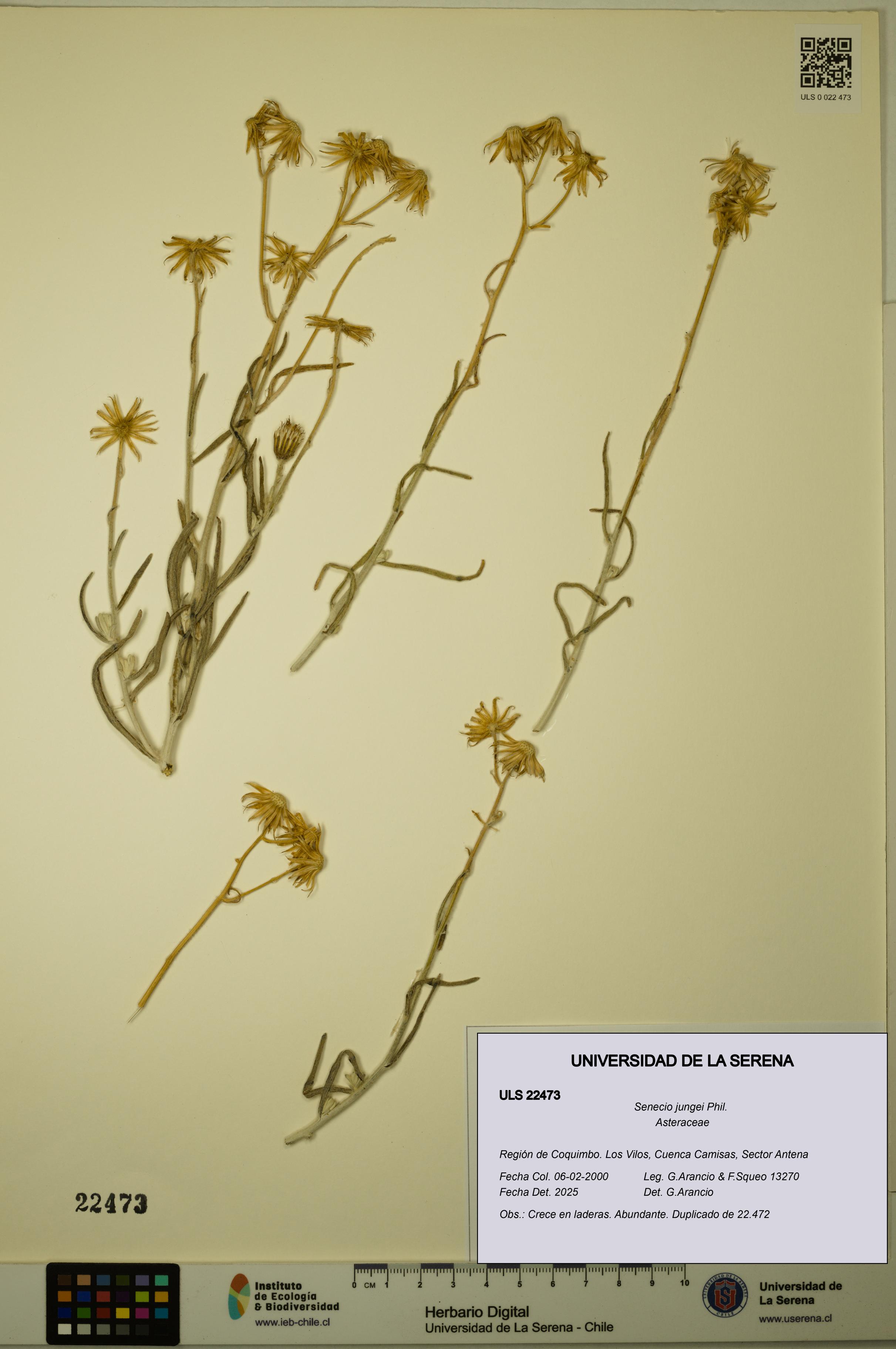 Senecio jungei [Espécimen: ULS:ULS:0022473]