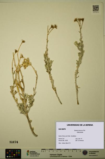 Senecio leucus [Espécimen: ULS:ULS:0022474]