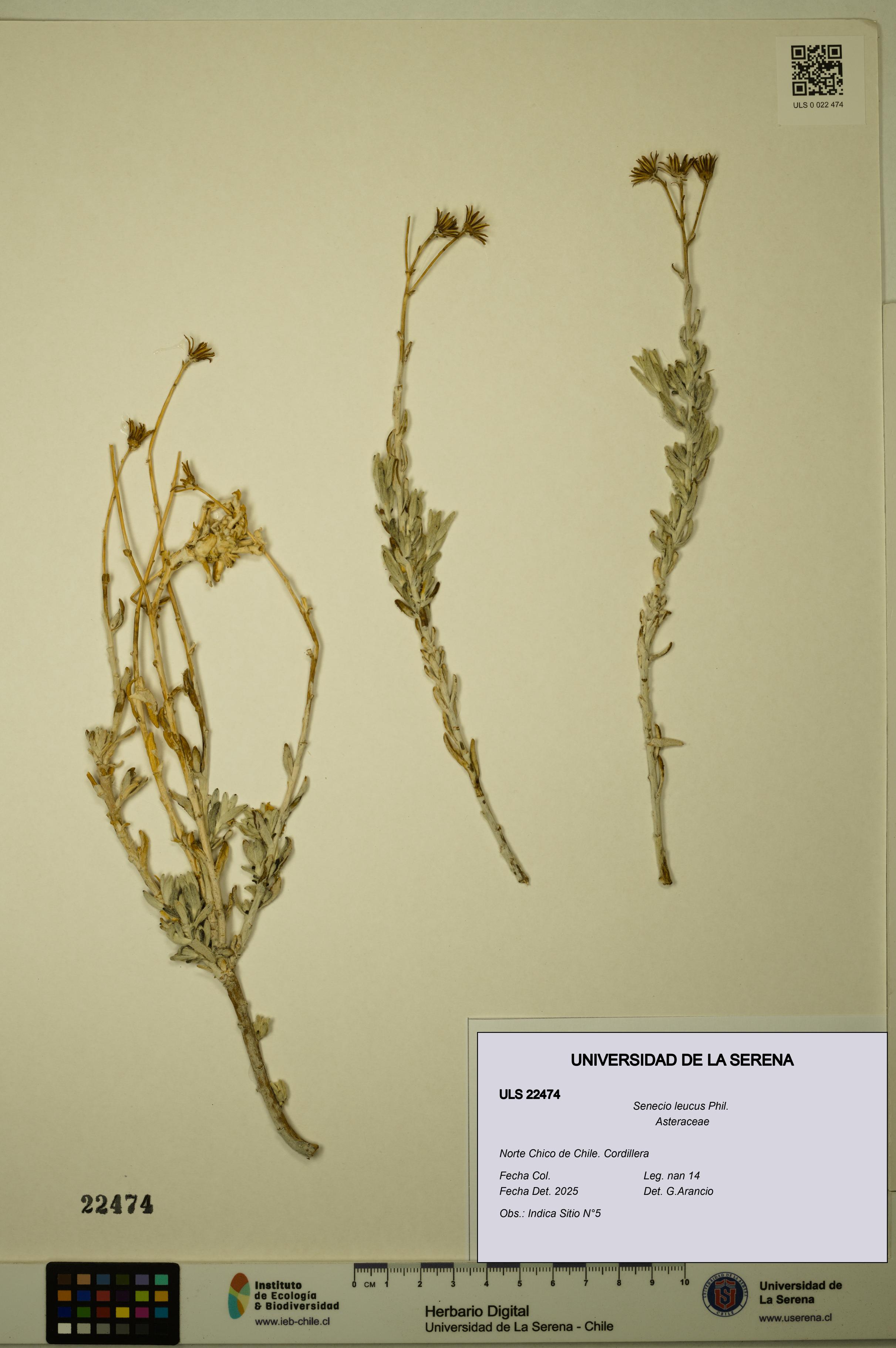 Senecio leucus [Espécimen: ULS:ULS:0022474]
