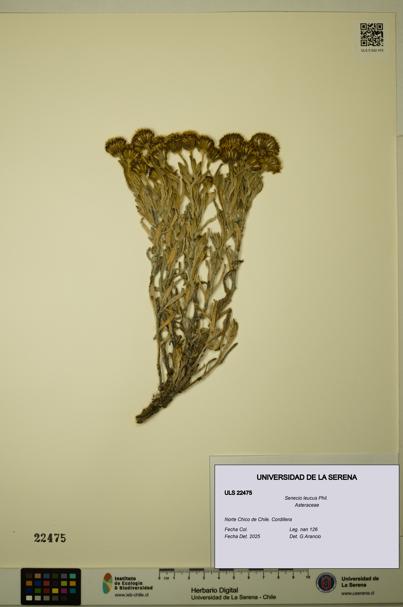 Senecio leucus [Espécimen: ULS:ULS:0022475]