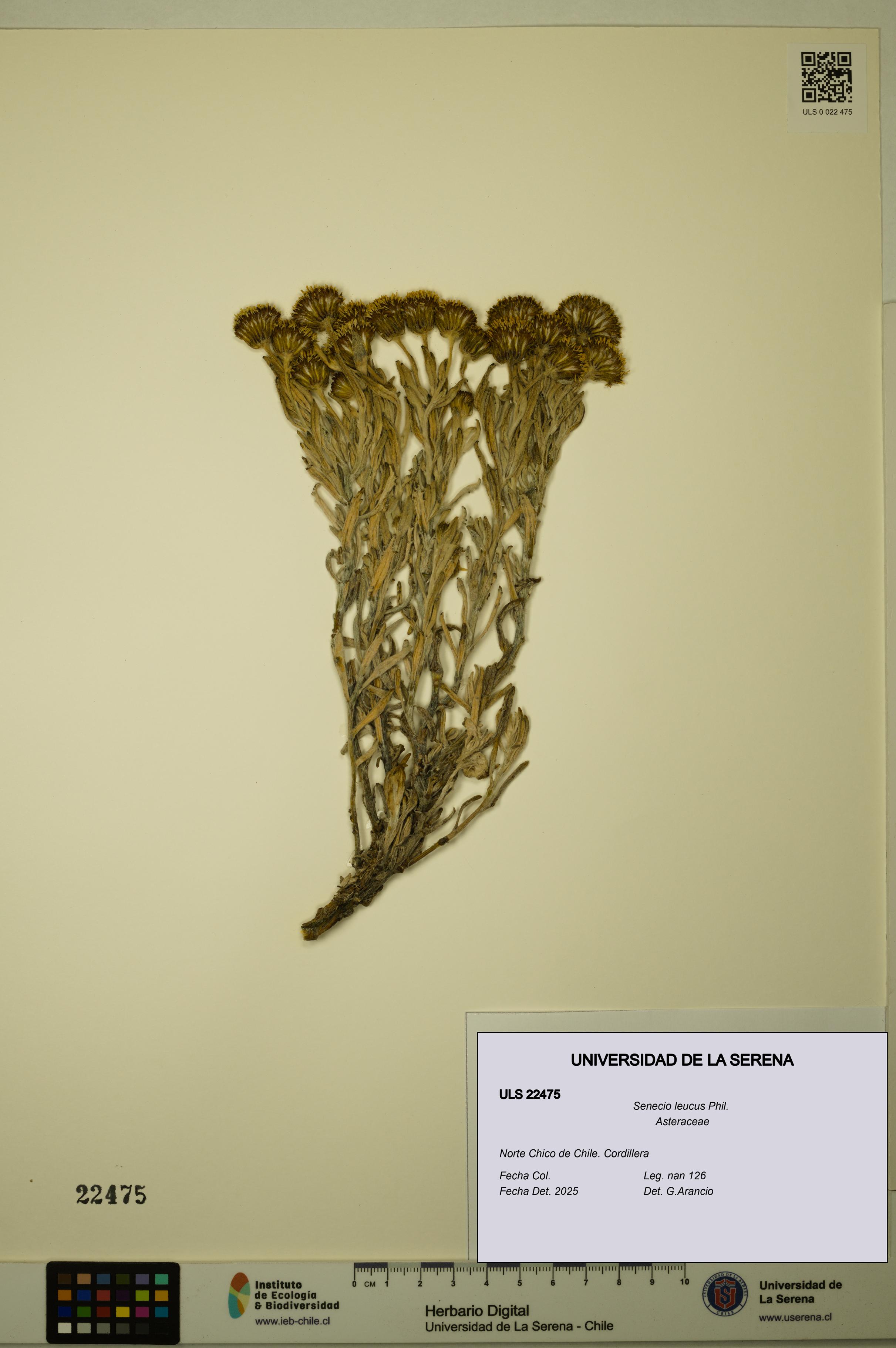 Senecio leucus [Espécimen: ULS:ULS:0022475]