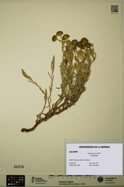Senecio leucus [Espécimen: ULS:ULS:0022476]