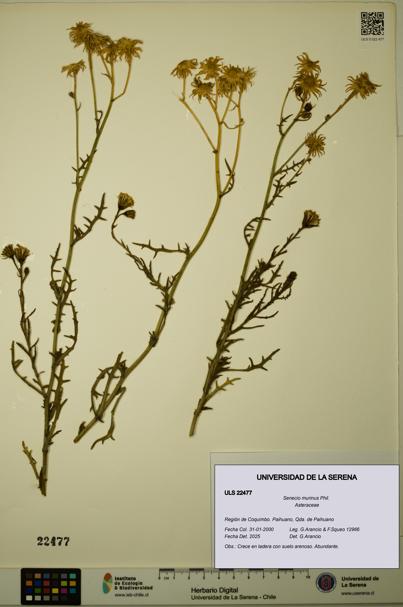 Senecio murinus [Espécimen: ULS:ULS:0022477]