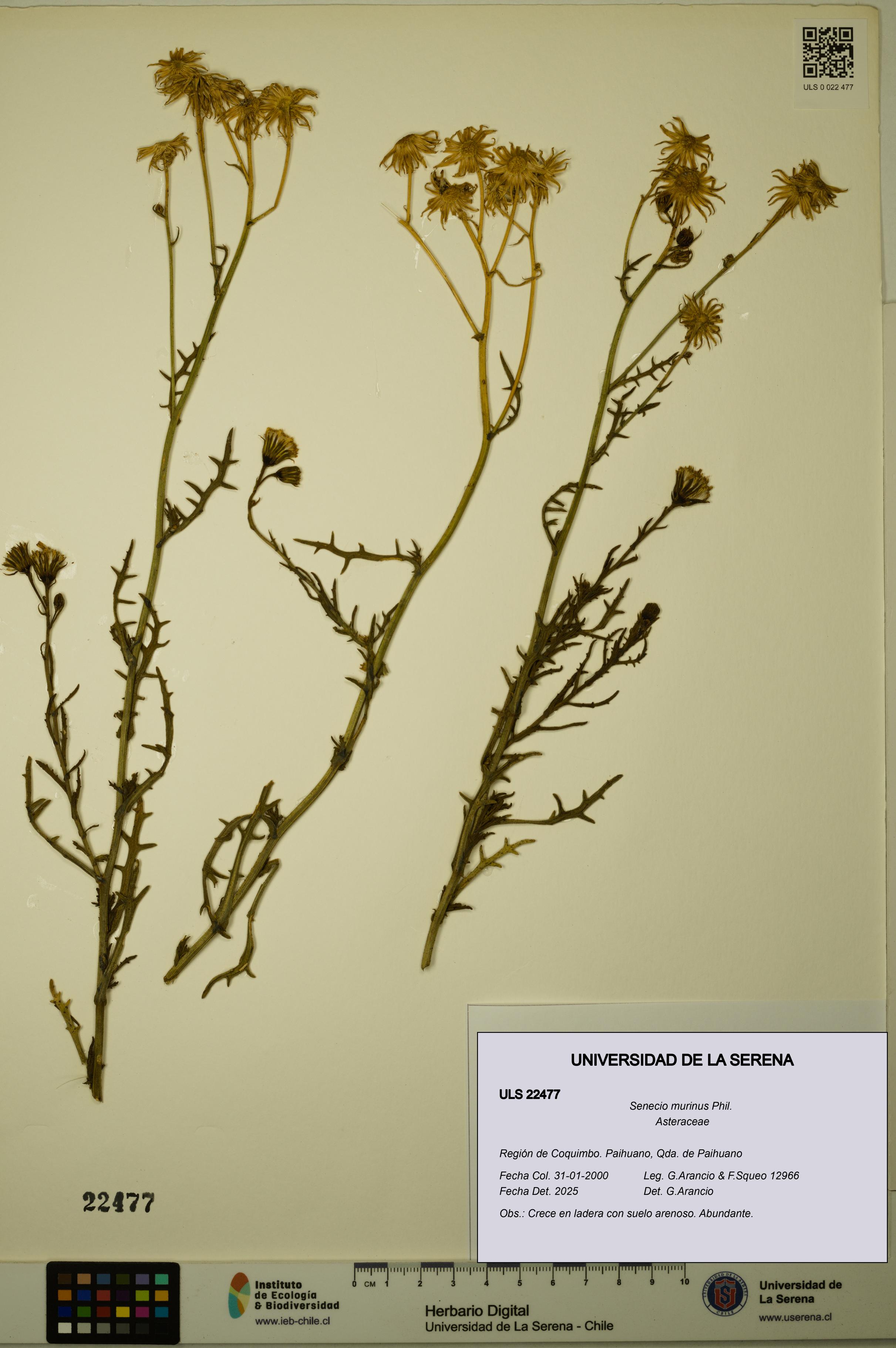Senecio murinus [Espécimen: ULS:ULS:0022477]