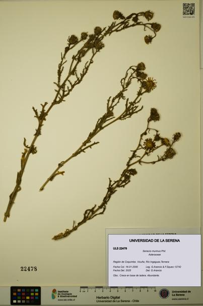 Senecio murinus [Espécimen: ULS:ULS:0022478]
