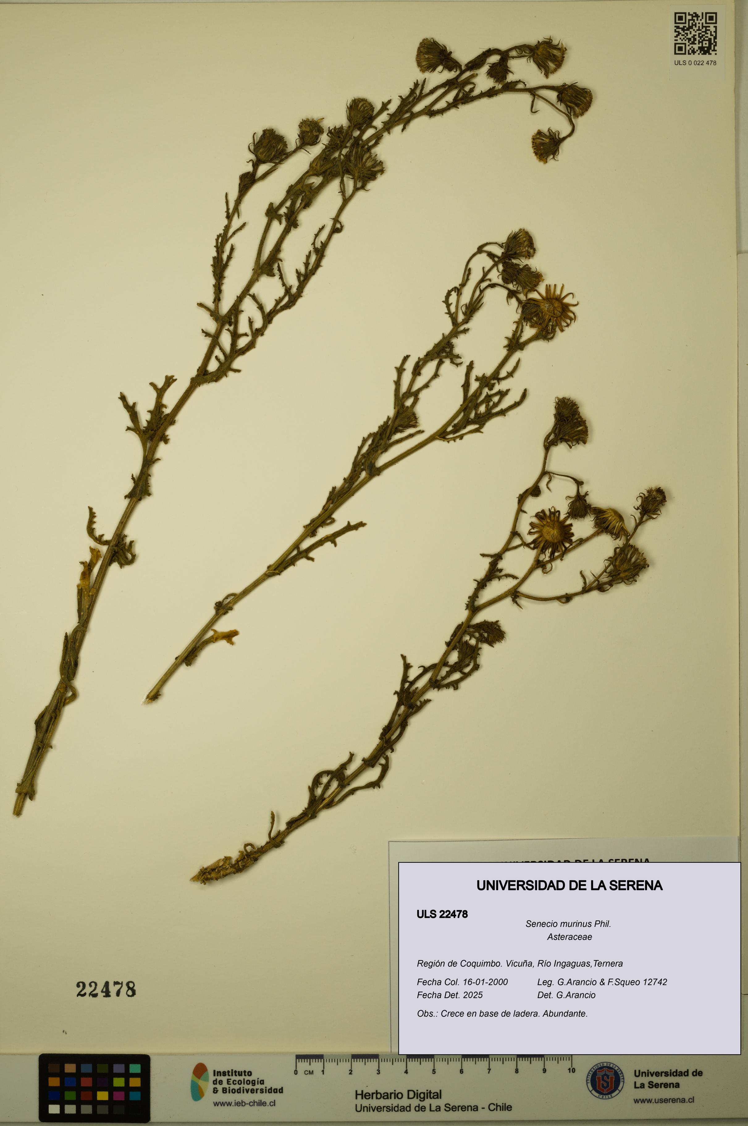 Senecio murinus [Espécimen: ULS:ULS:0022478]