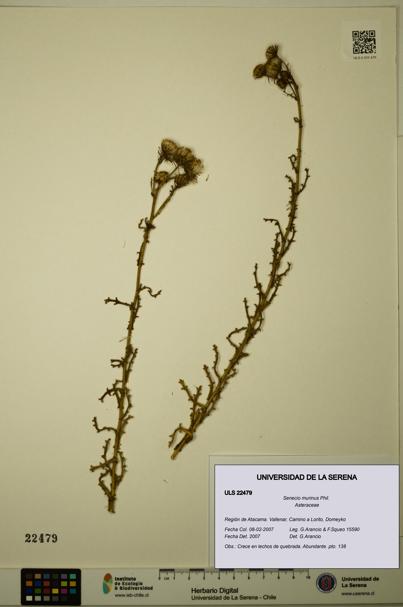 Senecio murinus [Espécimen: ULS:ULS:0022479]