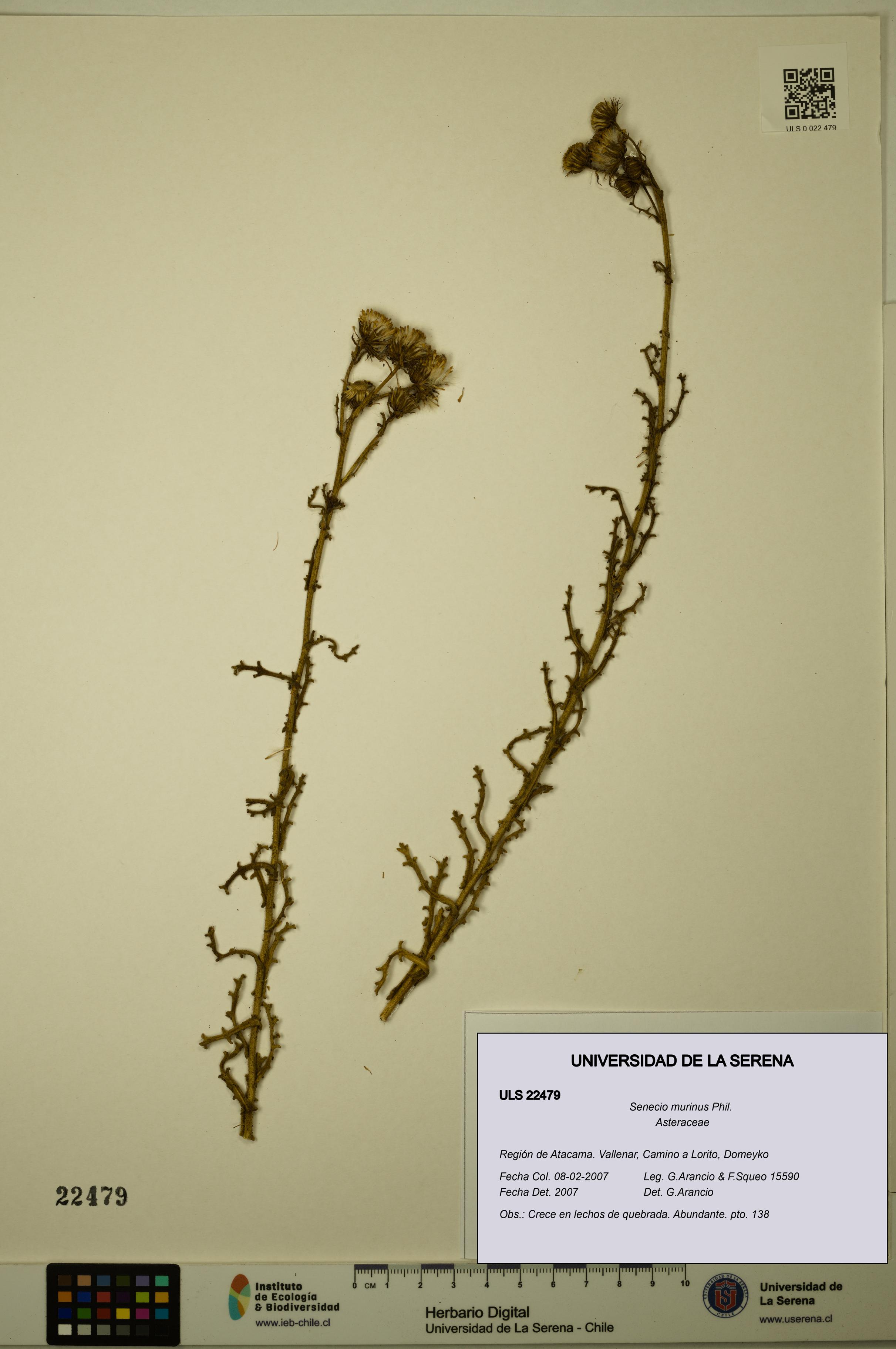 Senecio murinus [Espécimen: ULS:ULS:0022479]