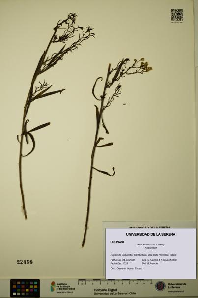 Senecio murorum [Espécimen: ULS:ULS:0022480]