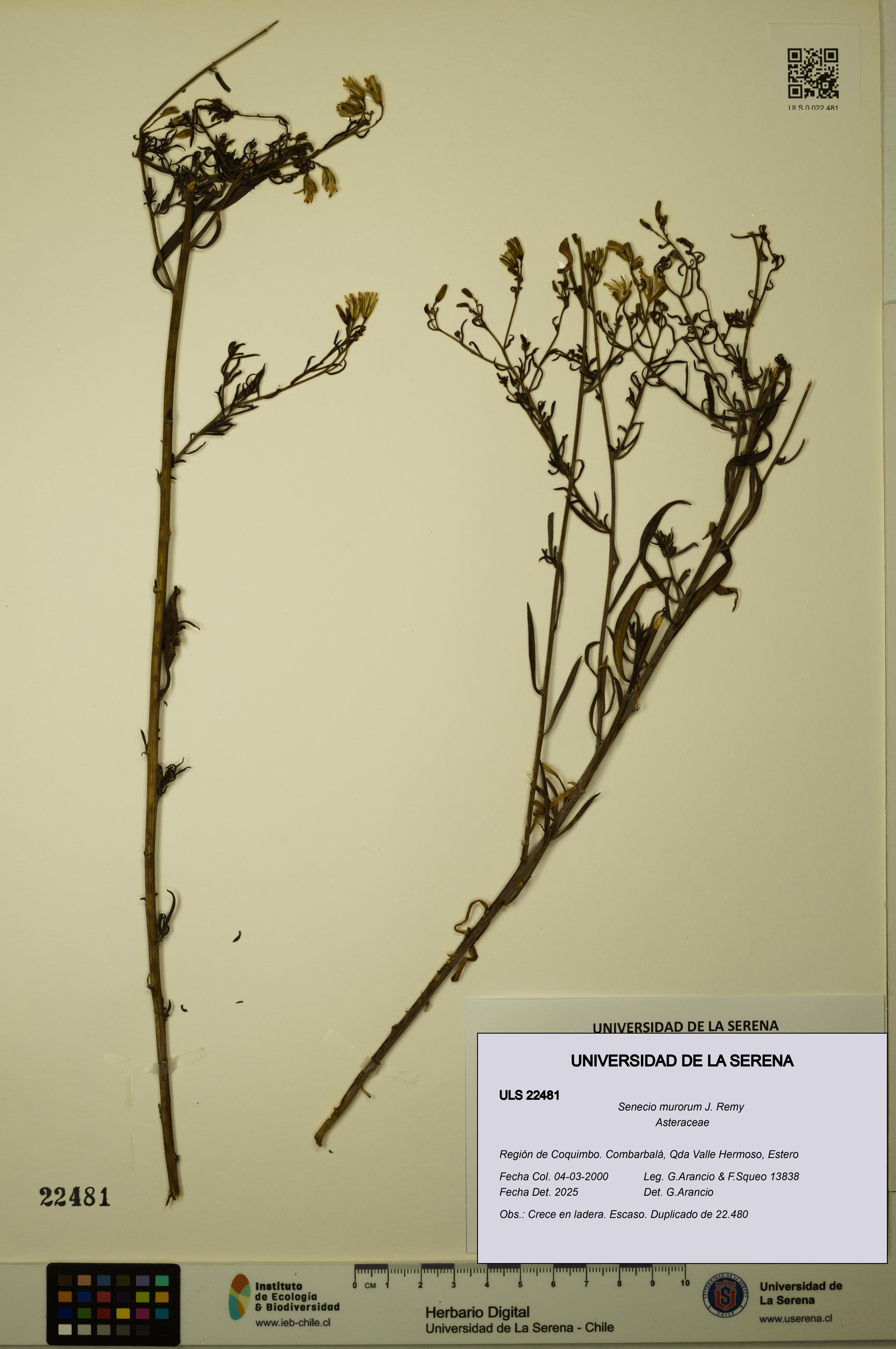 Senecio murorum [Espécimen: ULS:ULS:0022481]