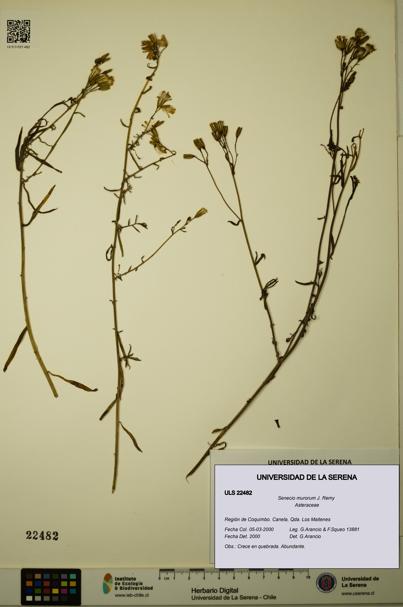 Senecio murorum [Espécimen: ULS:ULS:0022482]