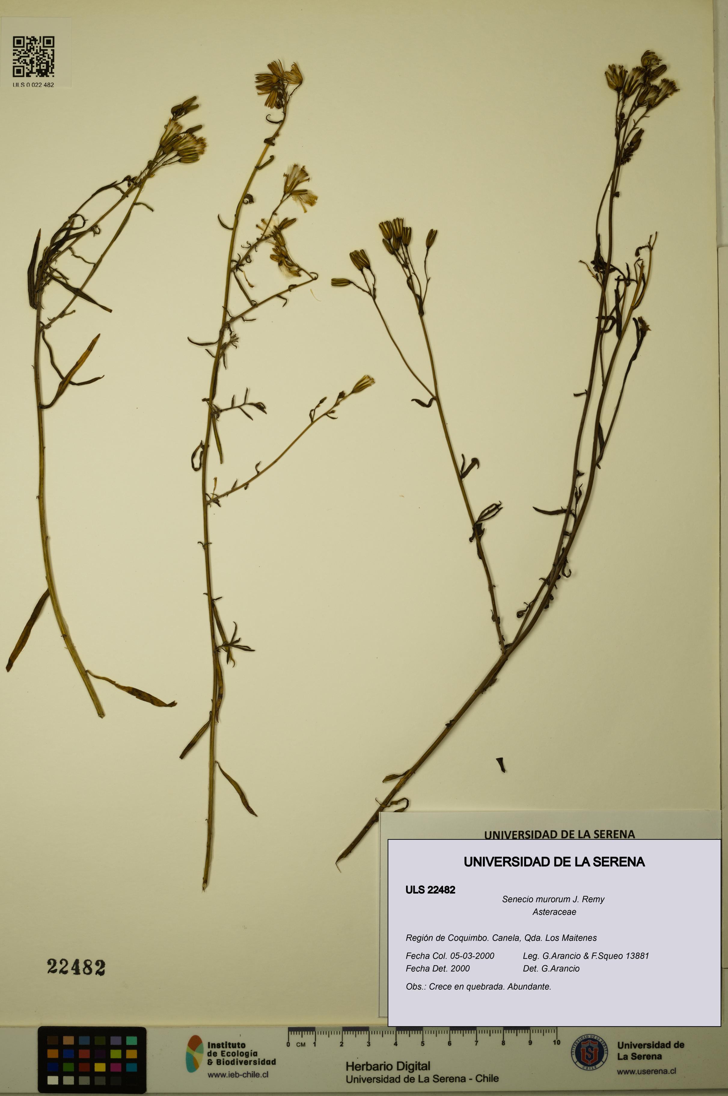 Senecio murorum [Espécimen: ULS:ULS:0022482]