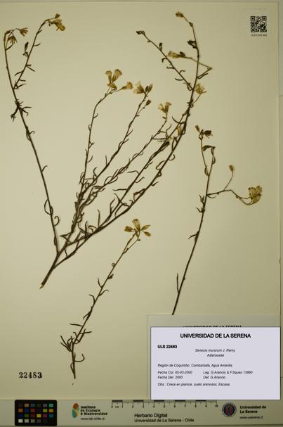 Senecio murorum [Espécimen: ULS:ULS:0022483]