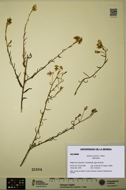 Senecio murorum [Espécimen: ULS:ULS:0022484]