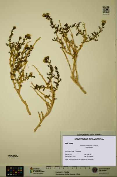 Senecio oreophyton [Espécimen: ULS:ULS:0022485]
