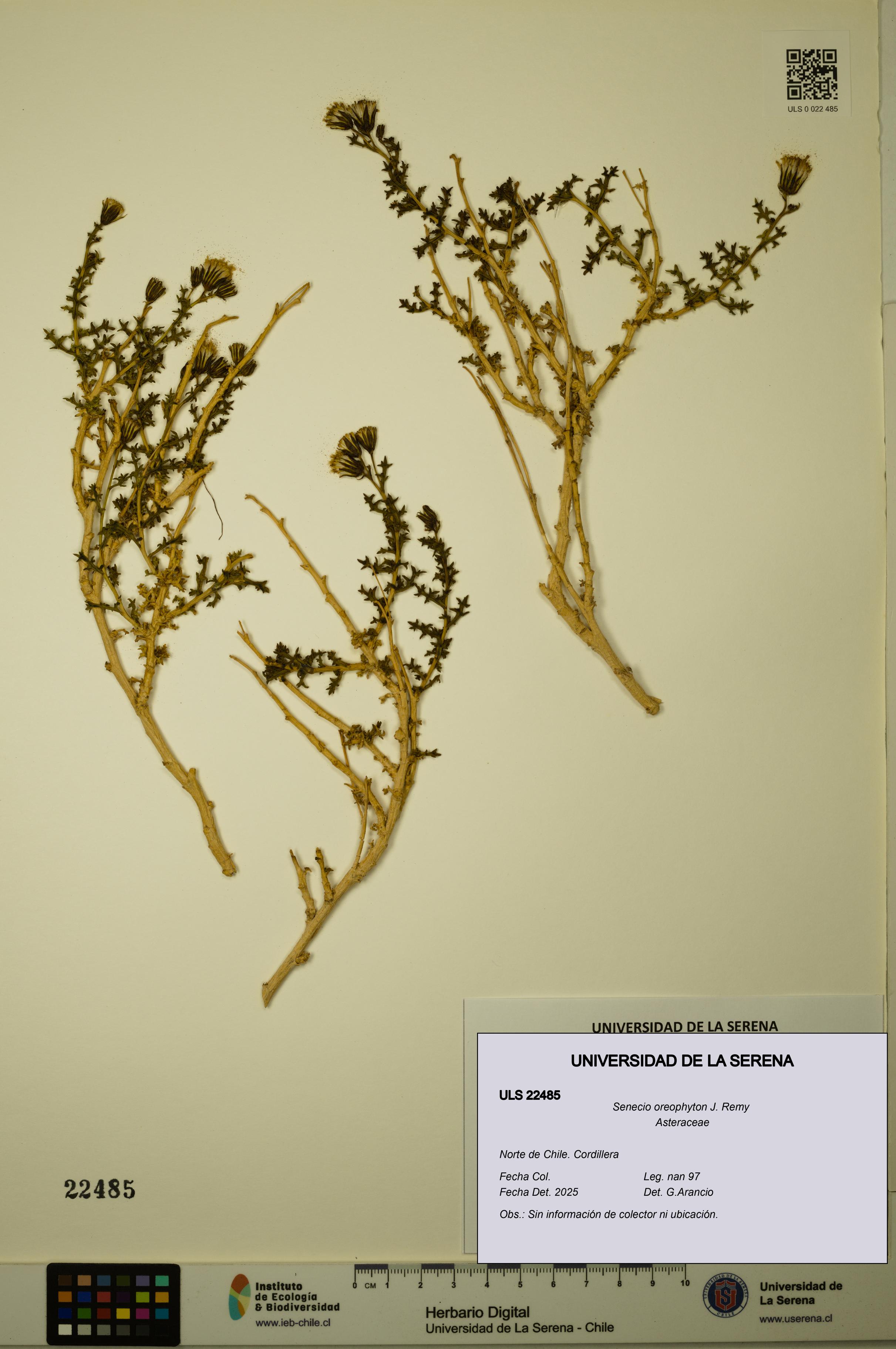 Senecio oreophyton [Espécimen: ULS:ULS:0022485]