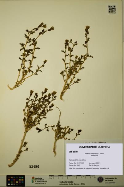 Senecio oreophyton [Espécimen: ULS:ULS:0022486]