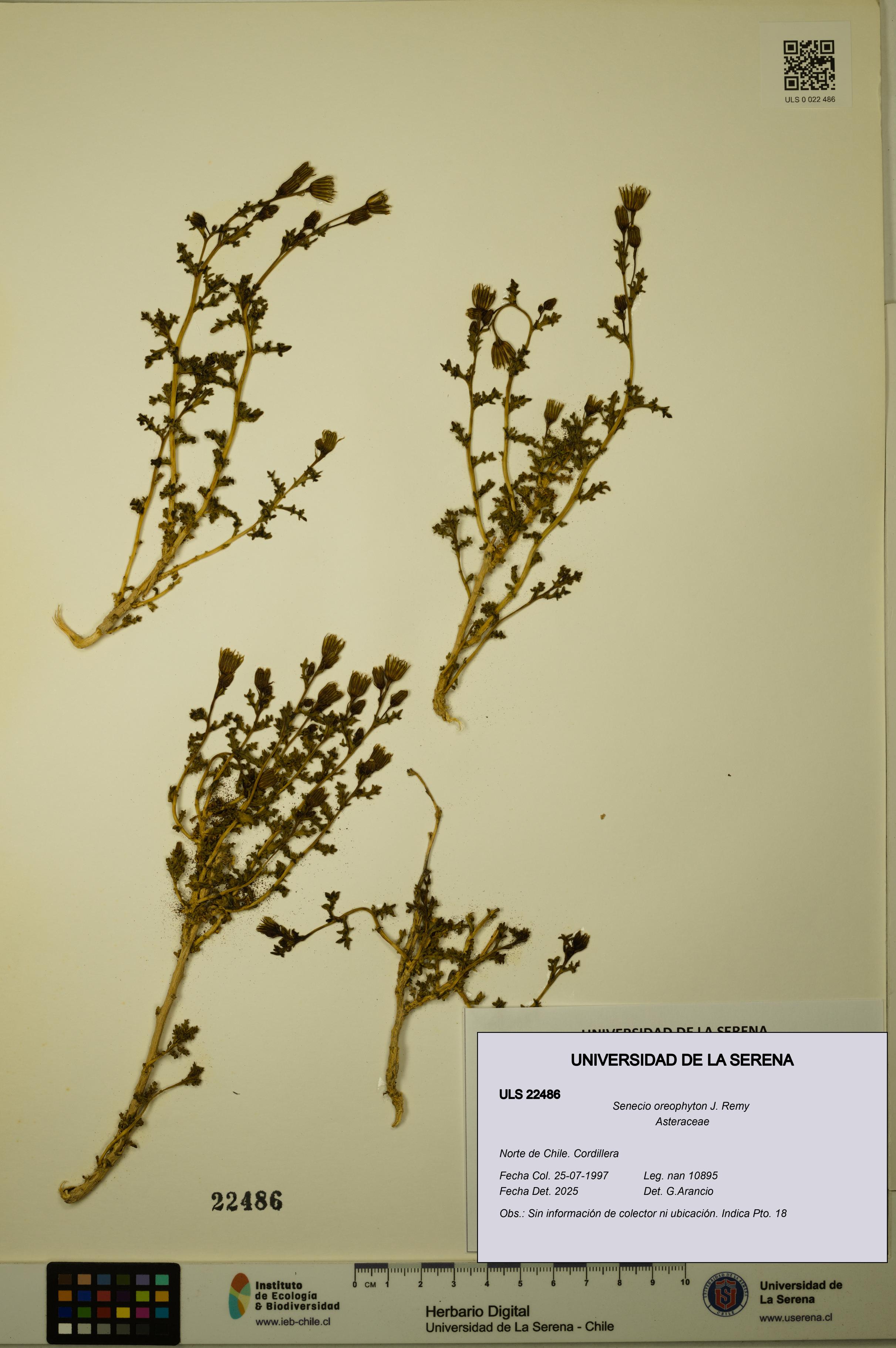 Senecio oreophyton [Espécimen: ULS:ULS:0022486]