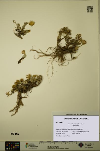 Senecio tinctolobus [Espécimen: ULS:ULS:0022487]