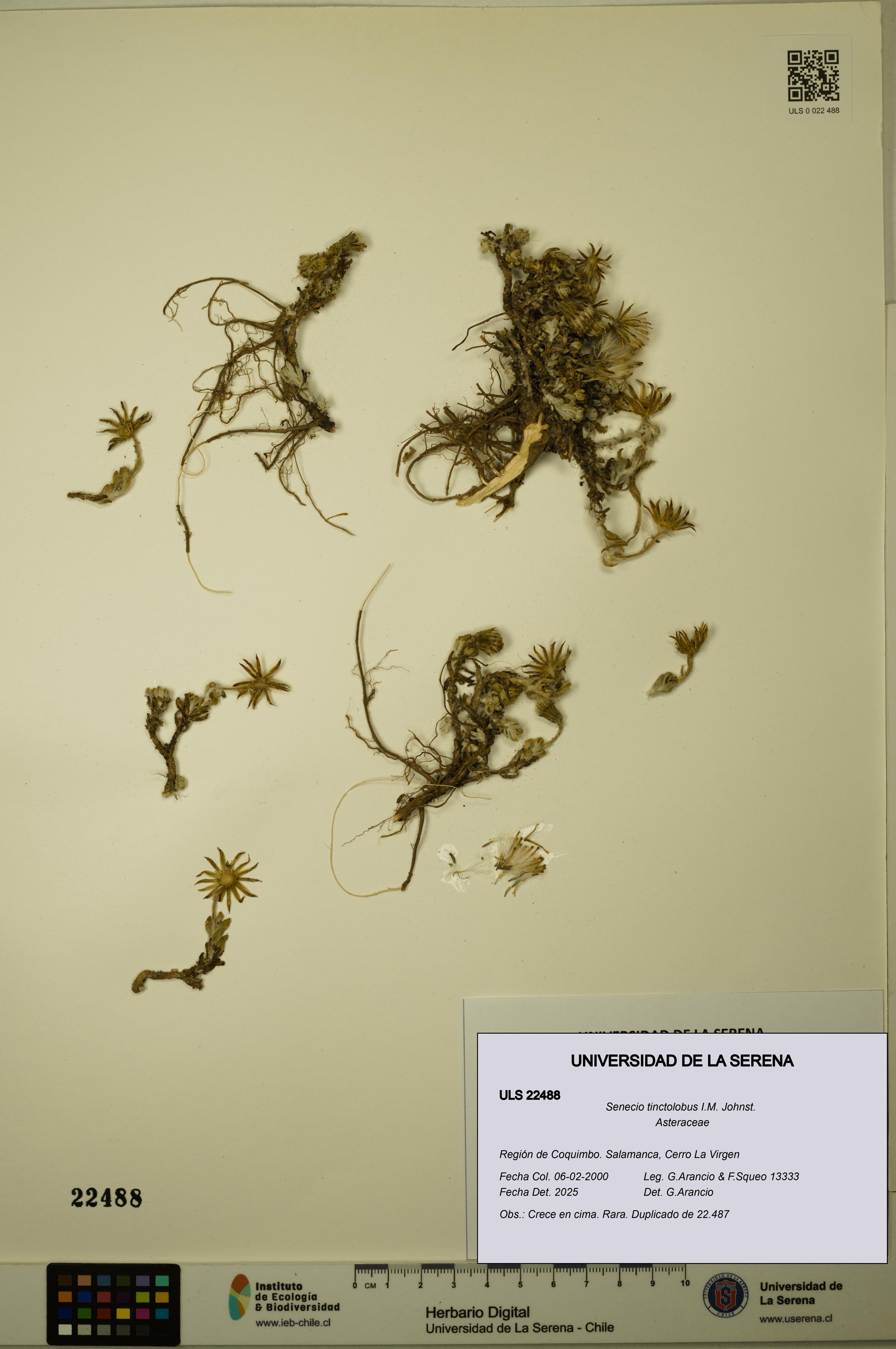 Senecio tinctolobus [Espécimen: ULS:ULS:0022488]