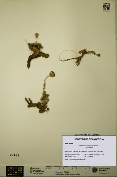 Senecio tinctolobus [Espécimen: ULS:ULS:0022489]