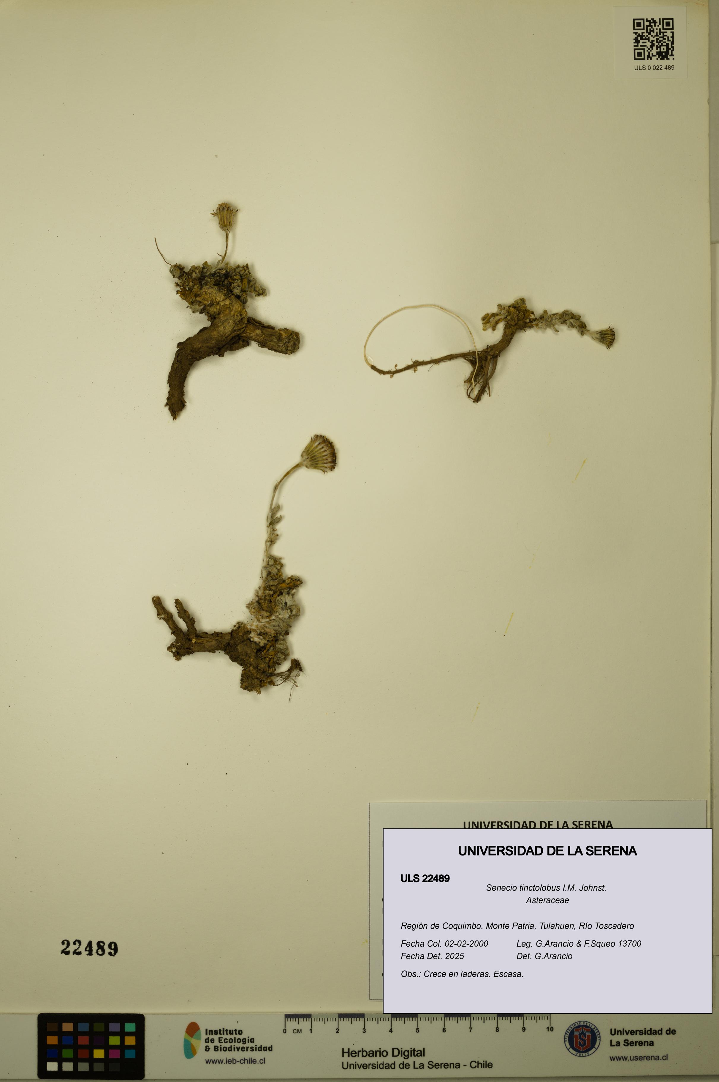 Senecio tinctolobus [Espécimen: ULS:ULS:0022489]