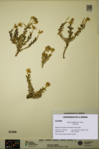 Senecio tinctolobus [Espécimen: ULS:ULS:0022490]