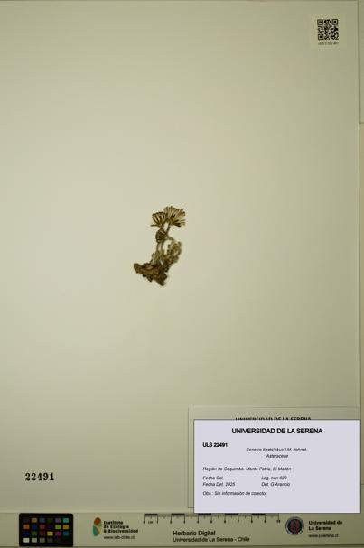 Senecio tinctolobus [Espécimen: ULS:ULS:0022491]