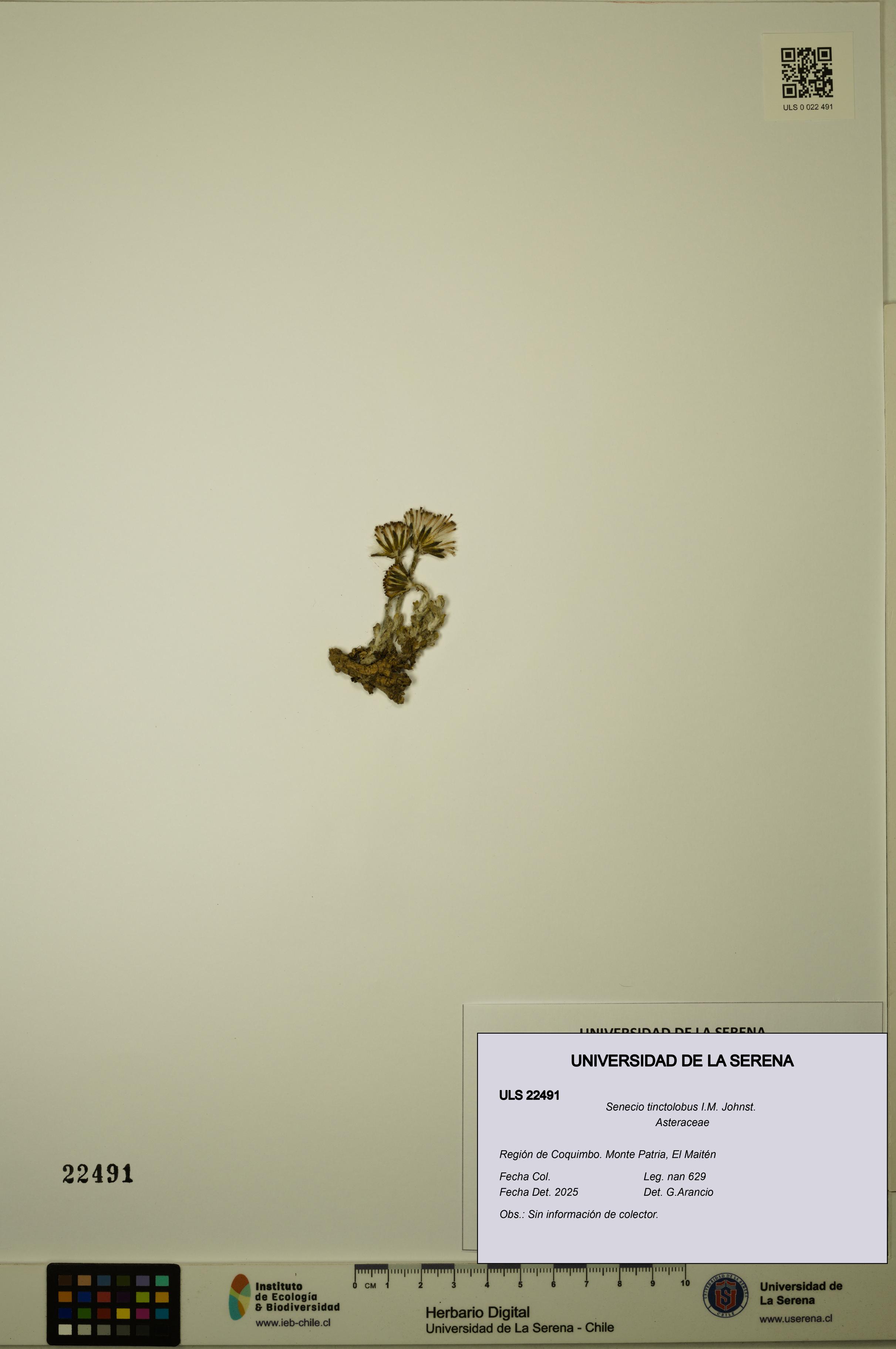 Senecio tinctolobus [Espécimen: ULS:ULS:0022491]