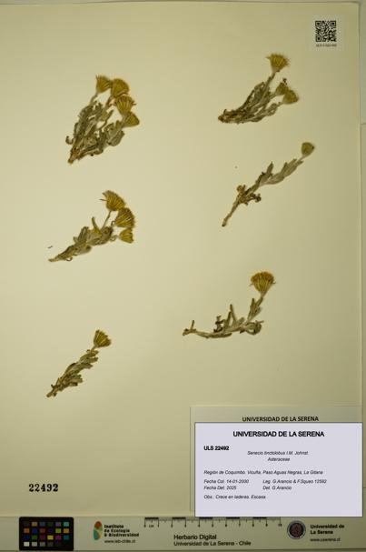 Senecio tinctolobus [Espécimen: ULS:ULS:0022492]