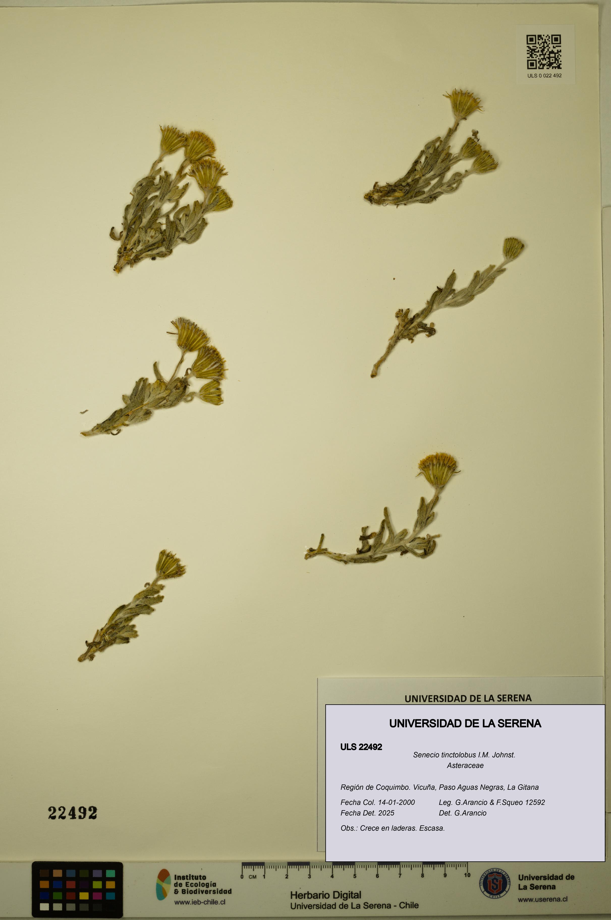 Senecio tinctolobus [Espécimen: ULS:ULS:0022492]