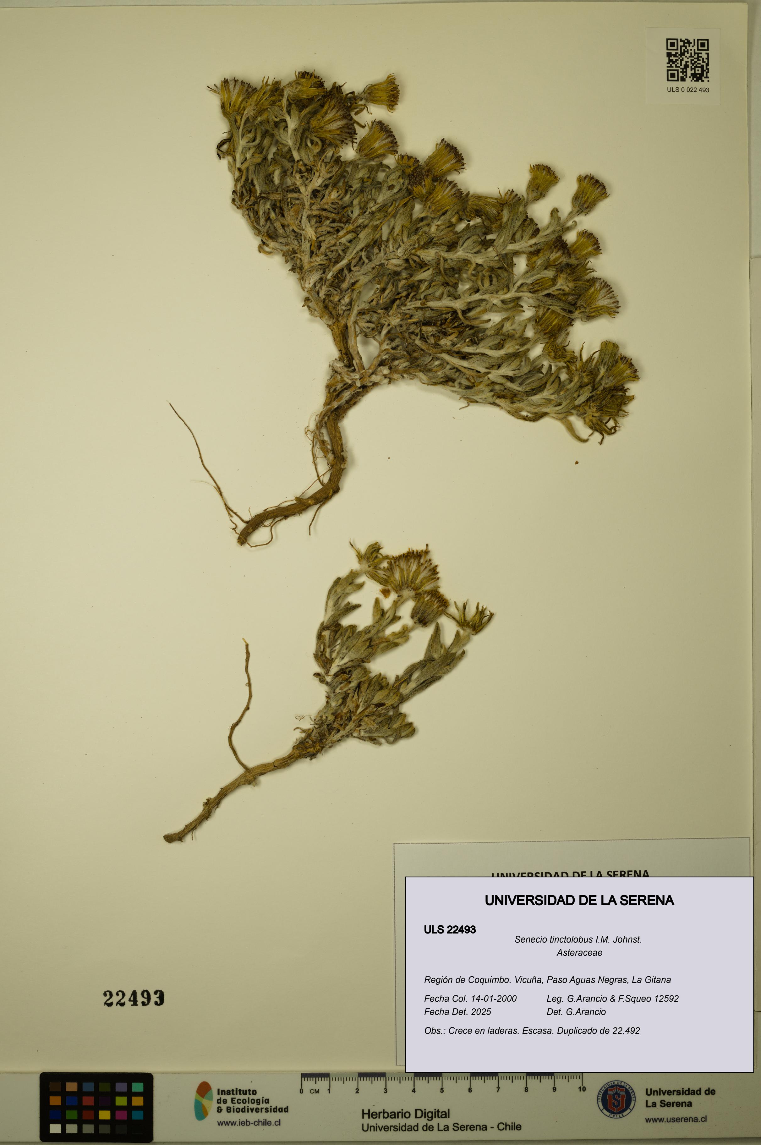 Senecio tinctolobus [Espécimen: ULS:ULS:0022493]