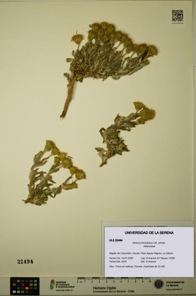 Senecio tinctolobus [Espécimen: ULS:ULS:0022494]