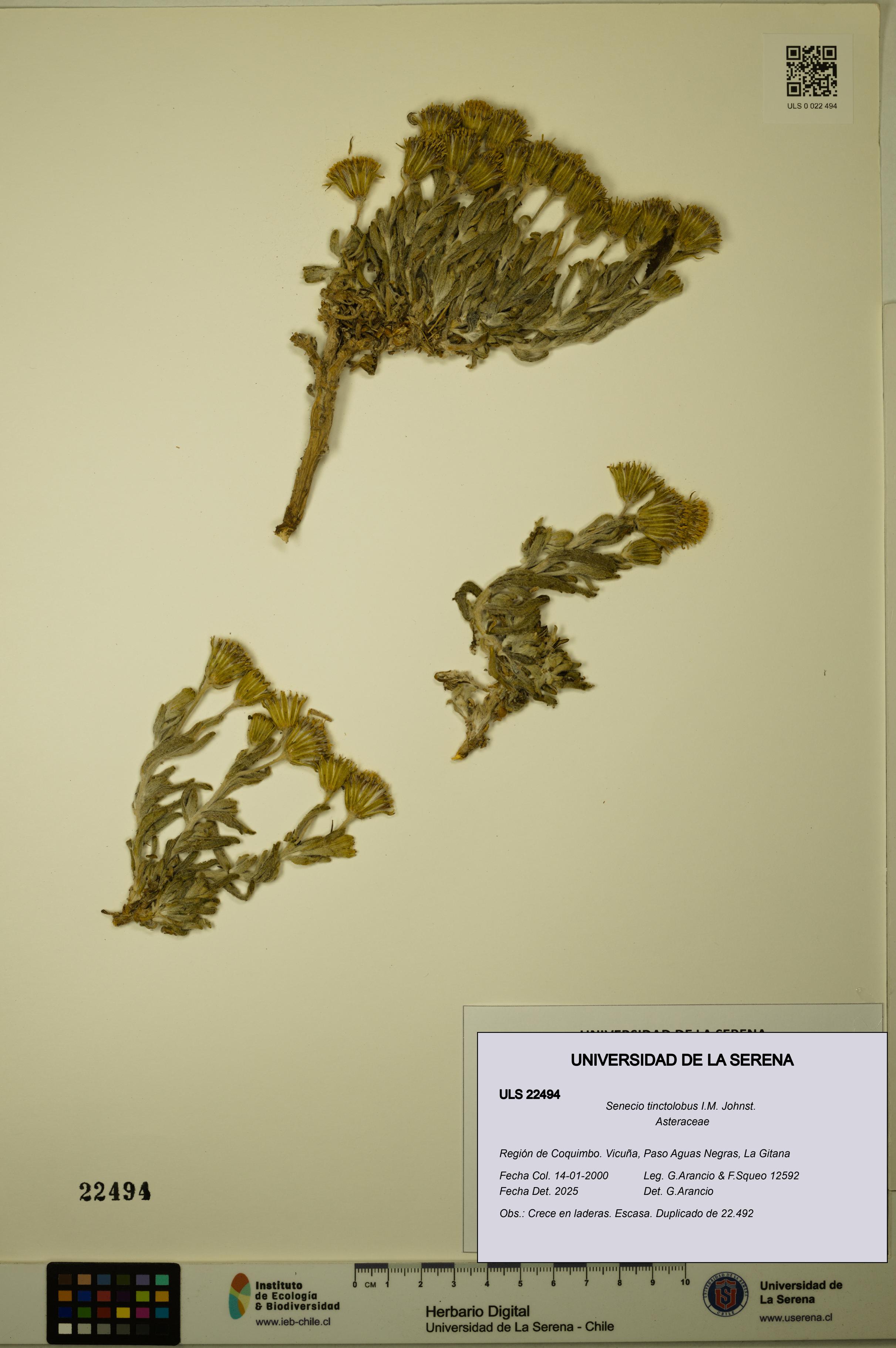 Senecio tinctolobus [Espécimen: ULS:ULS:0022494]