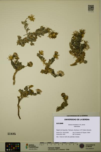 Senecio tinctolobus [Espécimen: ULS:ULS:0022495]