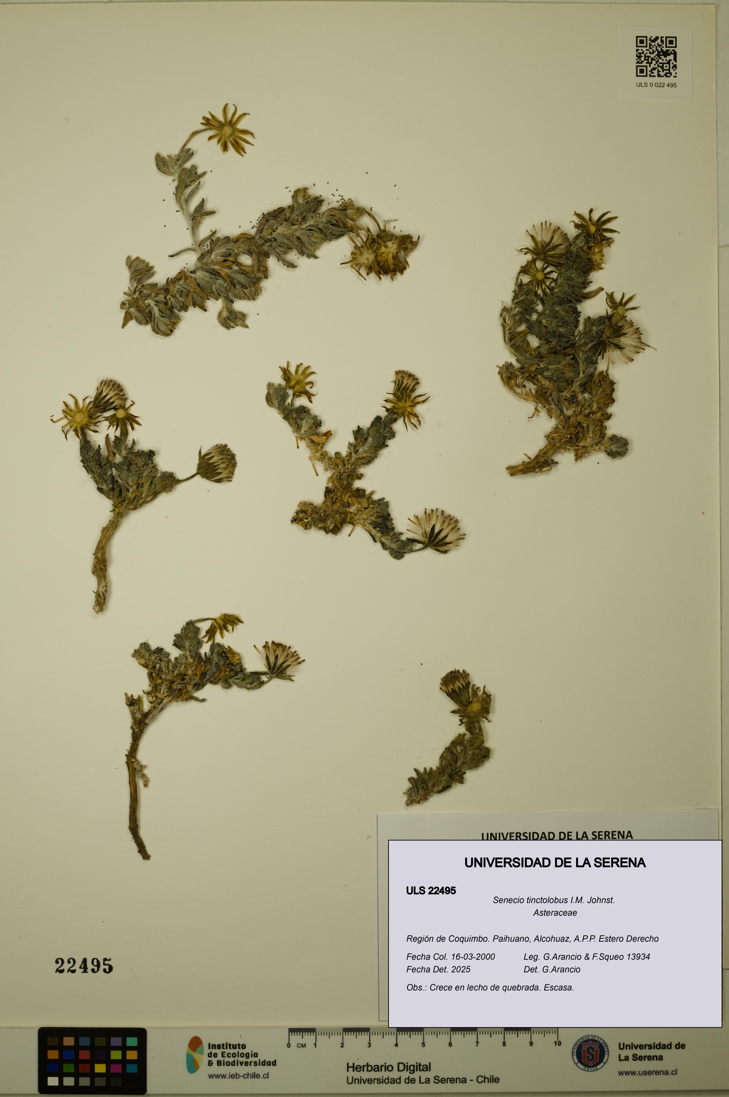 Senecio tinctolobus [Espécimen: ULS:ULS:0022495]