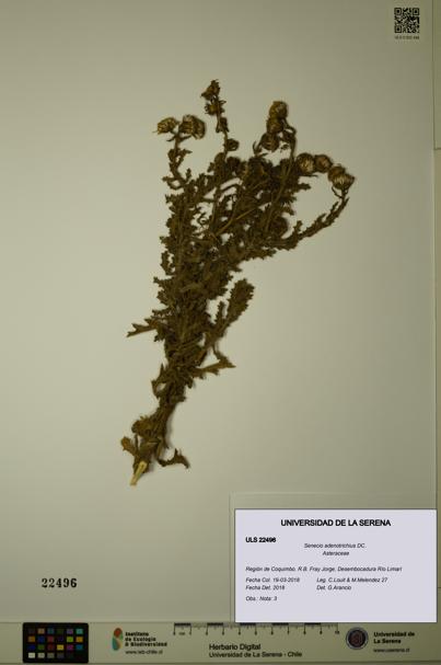 Senecio adenotrichius [Espécimen: ULS:ULS:0022496]