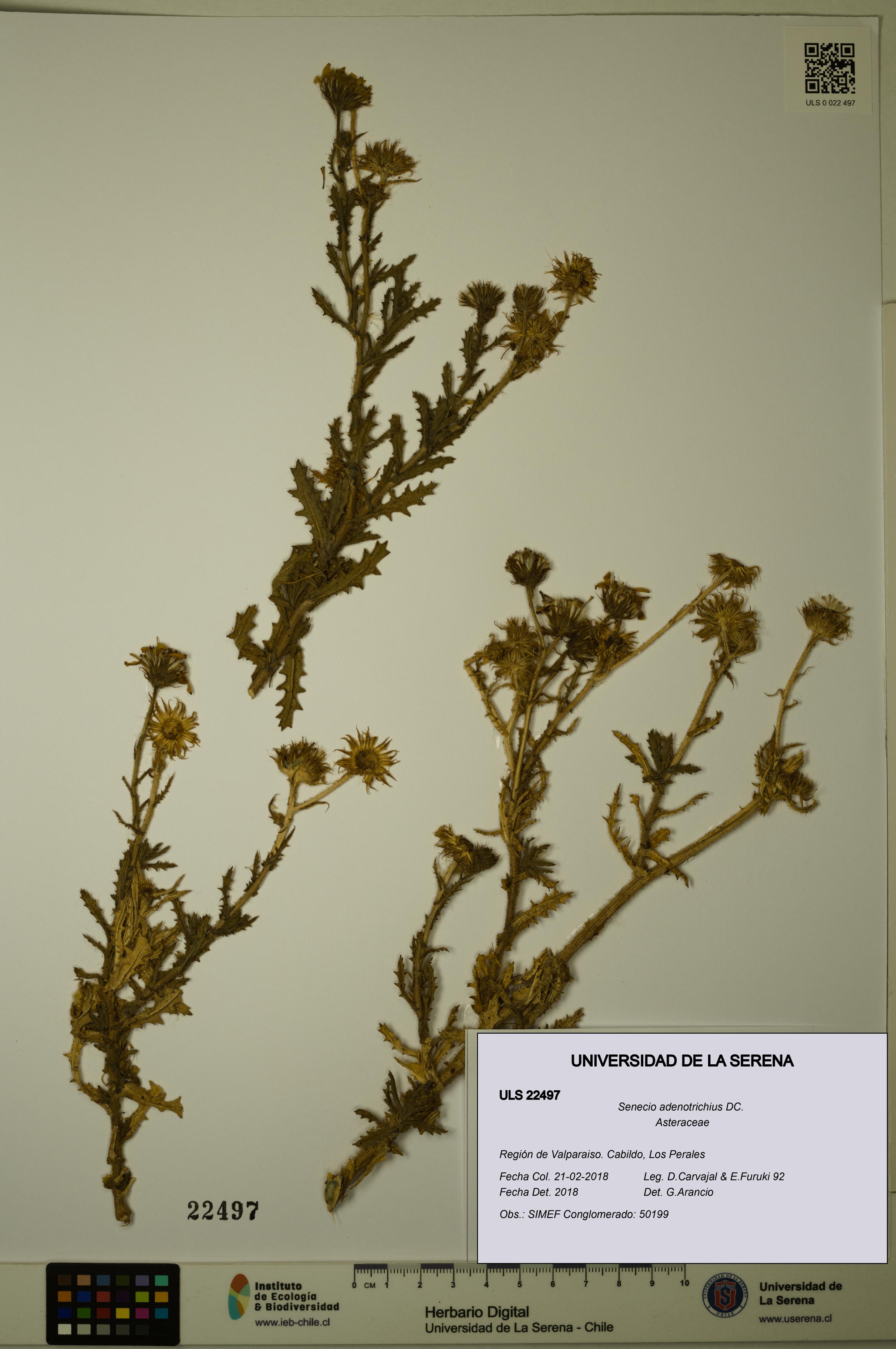 Senecio adenotrichius [Espécimen: ULS:ULS:0022497]